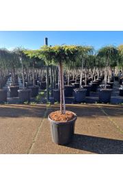 Juniperus communis Goldschatz C15 Lit. Na steblu 60 cm