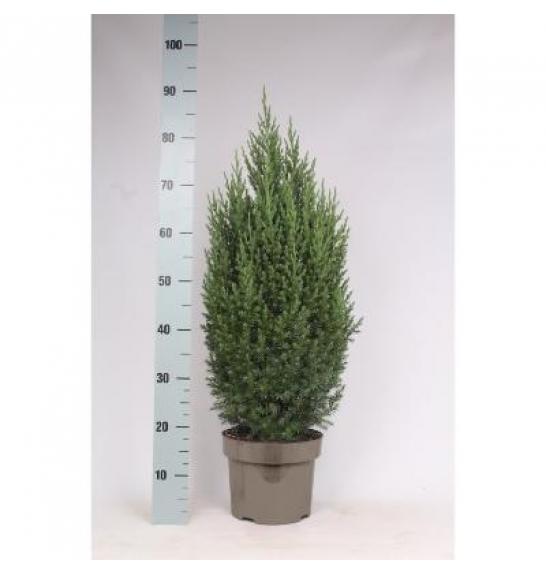 Juniperus chinensis Stricta C5 Lit. 40-60 cm