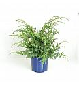 Juniperus chinensis Blue Alps C5 Lit. 30-40 cm