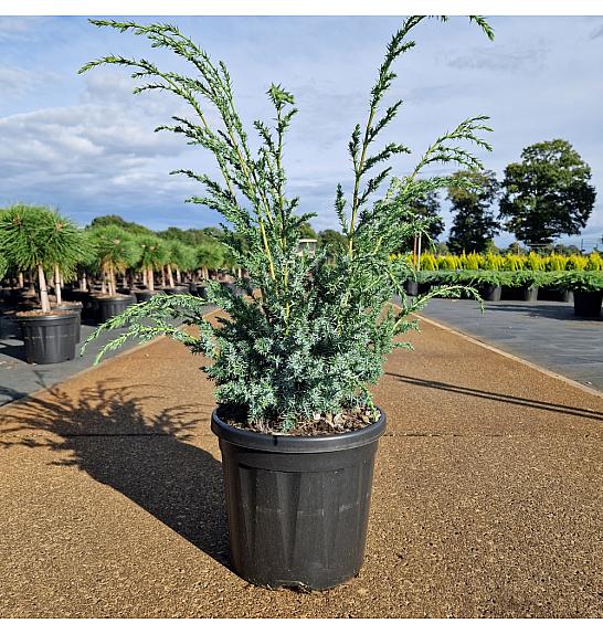 Juniperus chinensis Blue Alps C8 Lit. 30-40 cm