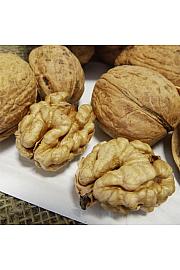 Juglans regia Mars C6,5 Lit. 80-100 cm