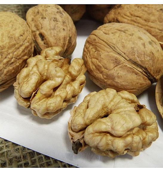 Juglans regia Mars C6,5 Lit. 80-100 cm