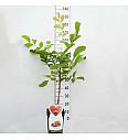 Juglans regia C5 Lit. 80-100 cm Patio