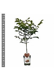 Juglans regia C5 Lit. 80-100 cm Patio