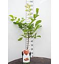 Juglans regia C5 Lit. 80-100 cm BIO