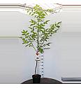 Juglans regia Buccaneer C7,5 Lit. 125-150 cm