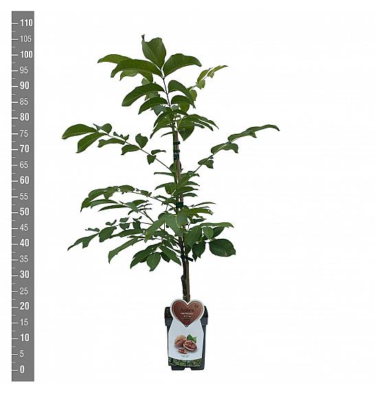 Juglans regia Buccaneer C5 Lit. 80-100 cm