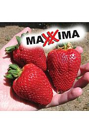 Jagoda Maxxima Ø10,5