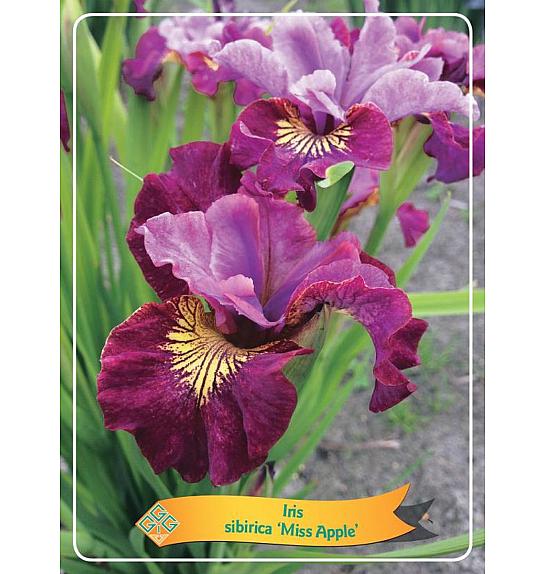 Iris sibirica Miss Apple Ø11