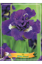 Iris sibirica Kaboom Ø11