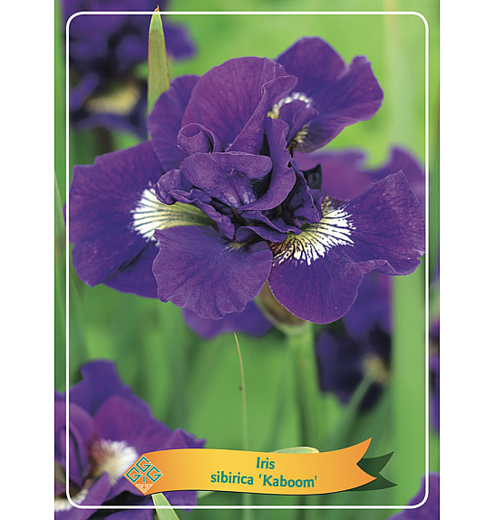 Iris sibirica Kaboom Ø11