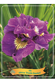 Iris sibirica Double Standard Ø11