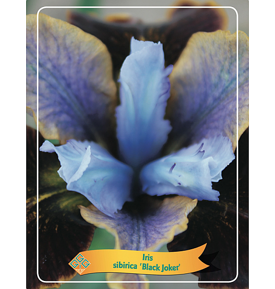 Iris sibirica Black Joker Ø11