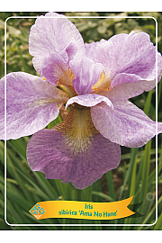 Iris sibirica Ama No Hane Ø11