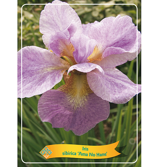 Iris sibirica Ama No Hane Ø11