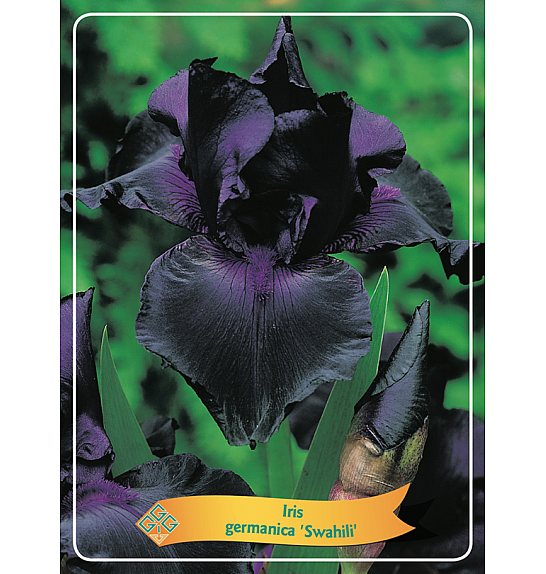 Iris germanica Swahili Ø11