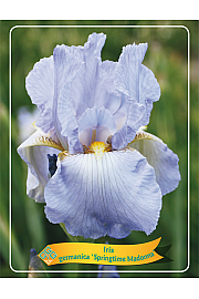 Iris germanica Springtime Madonna Ø11