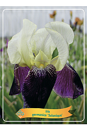 Iris germanica Salonique Ø11