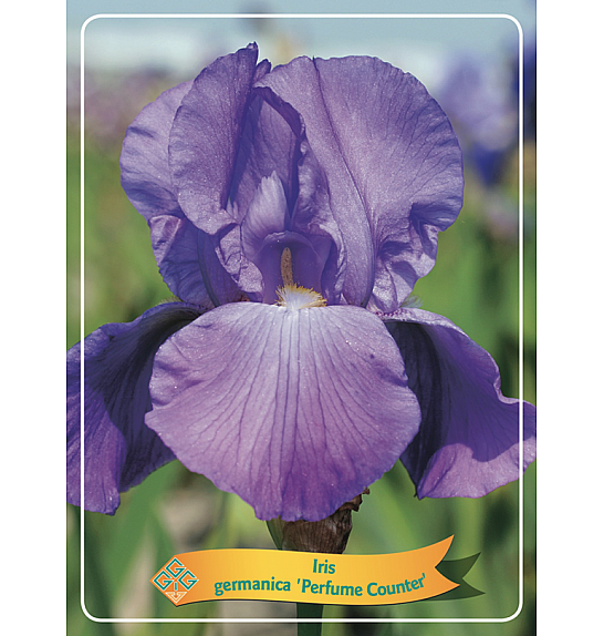 Iris germanica Perfume Counter Ø11