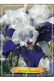 Iris germanica Night Edition Ø11