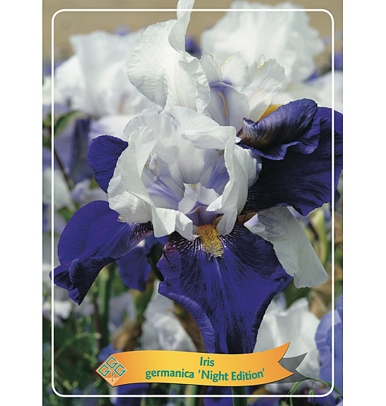 Iris germanica Night Edition Ø11