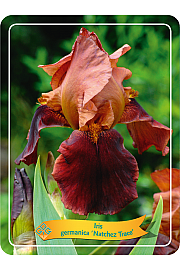 Iris germanica Natchez Trace Ø11