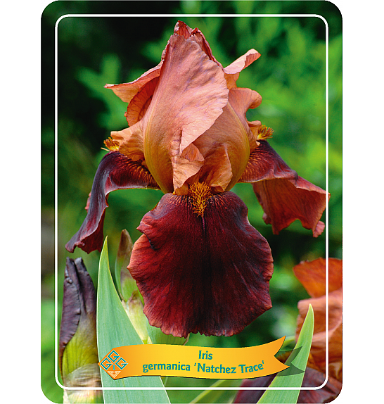 Iris germanica Natchez Trace Ø11