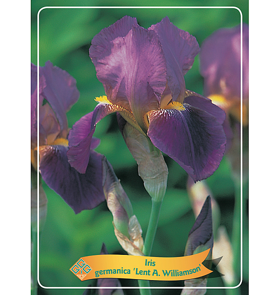 Iris germanica Lent A. Williamson Ø11