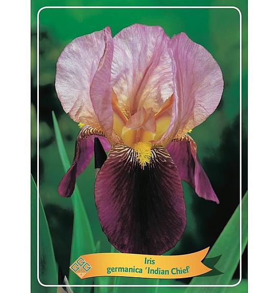 Iris germanica Indian Chief Ø11