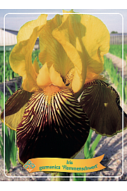 Iris germanica Flammenschwert Ø11