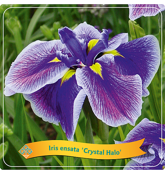 Iris ensata Crystal Halo C5 Lit.