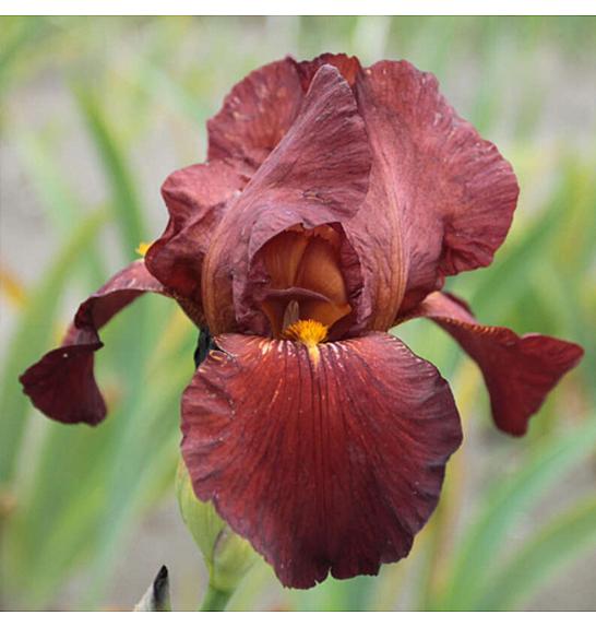 Iris ensata Crystal Halo C5 Lit.