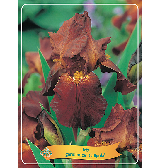 Iris germanica Caligula Ø11