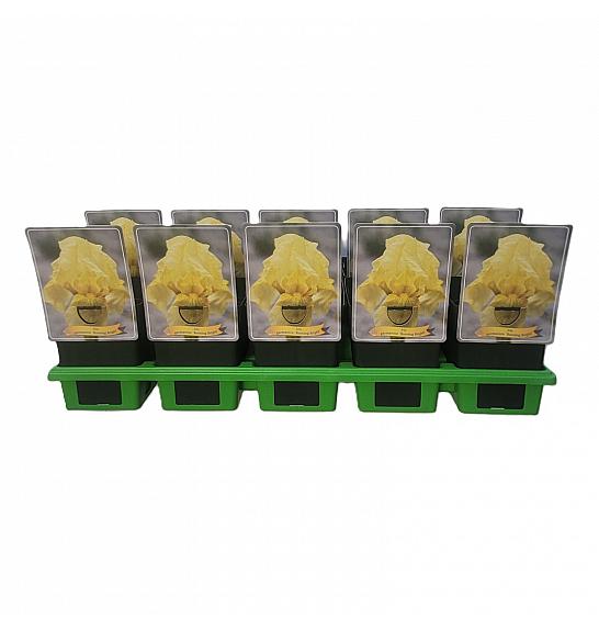 Iris germanica Burning Bright Ø11