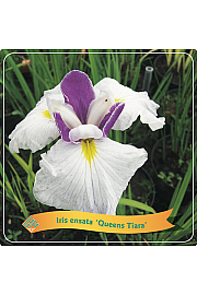 Iris ensata Queens Tiara C5 Lit.