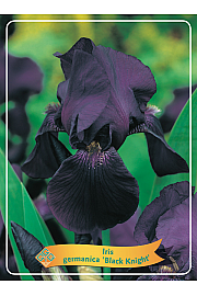 Iris germanica Black Knight Ø11
