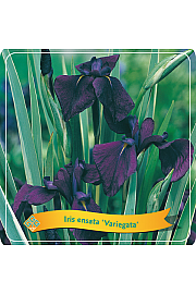 Iris ensata Variegata C5 Lit.