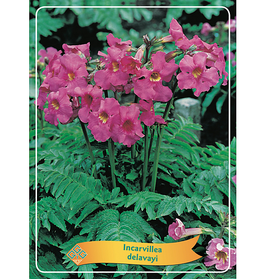 Incarvillea delavayi Ø11