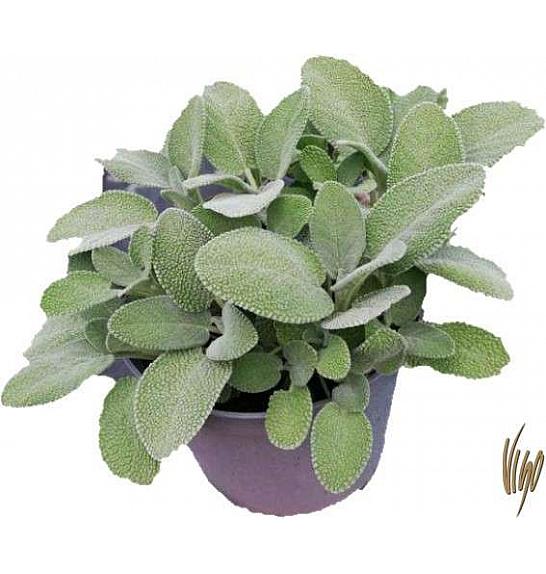Salvia maxima Ø14