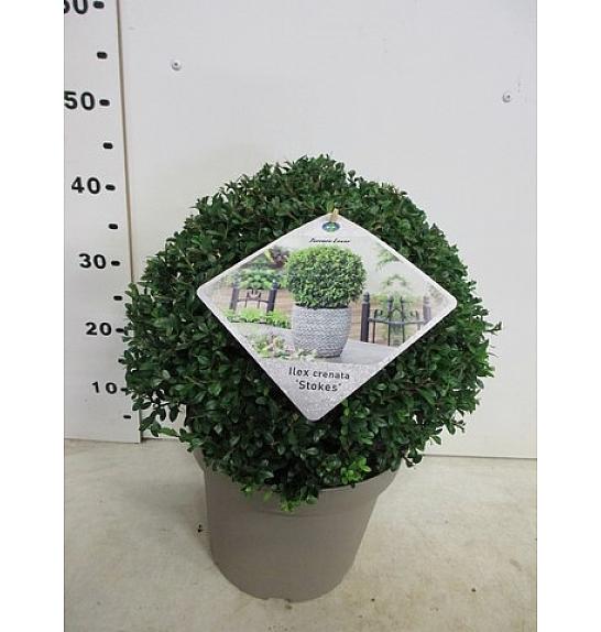 Ilex crenata Stokes C10 Lit. Krogla 35 cm