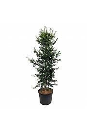 Ilex aquipernyi Dragon Lady C90 Lit. 225-250 cm; Piramida na steblu 20 cm extra
