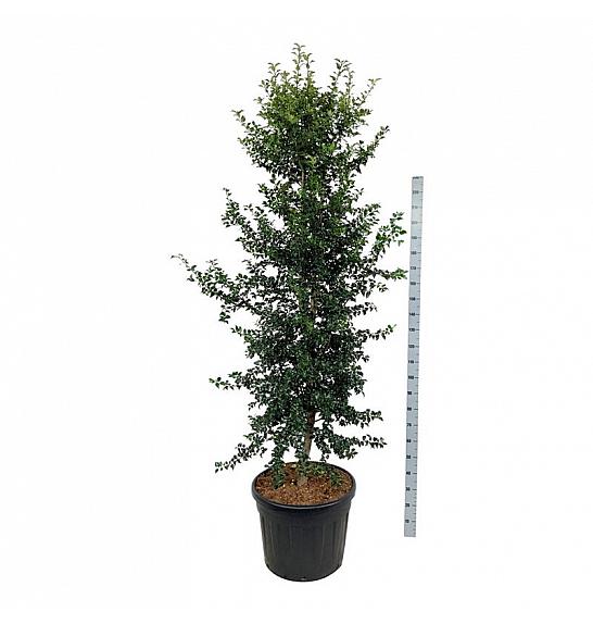 Ilex aquipernyi Dragon Lady C90 Lit. 225-250 cm; Piramida na steblu 20 cm extra