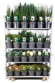 Iglavci Standardni Mix C5 Lit. 20-40 cm; 1 CC VOZIČEK = 68 KOS