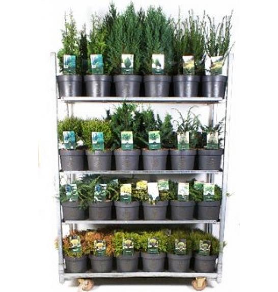 Iglavci Standardni Mix C5 Lit. 20-40 cm; 1 CC VOZIČEK = 68 KOS