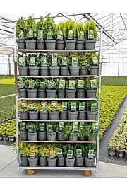 Iglavci Standardni Mix C2,5 Lit. 20-40 cm; 1 CC VOZIČEK = 144 KOS