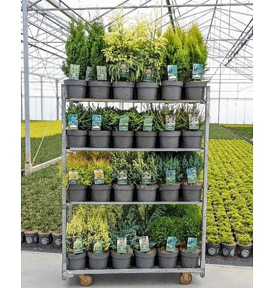 Iglavci Ekskluzivni Mix C5 Lit. 20-40 cm; 1 CC VOZIČEK = 68 KOS