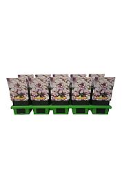 Iberis sempervirens Pink Ice Ø11