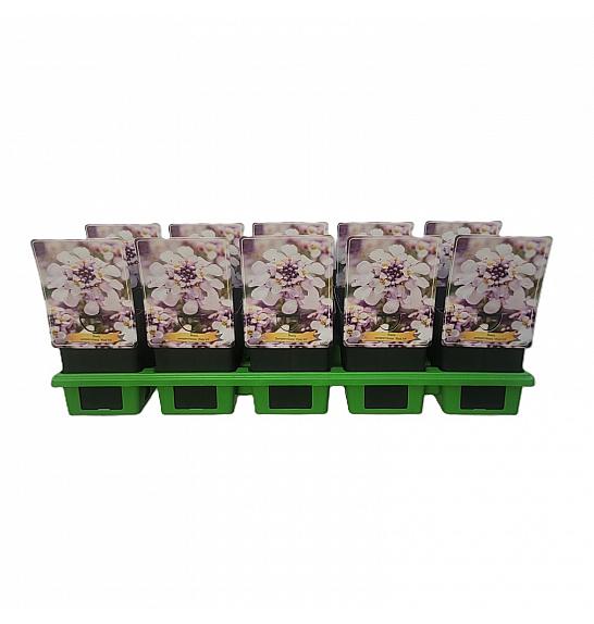 Iberis sempervirens Pink Ice Ø11