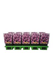 Iberis Absolutely Amethyst Ø11