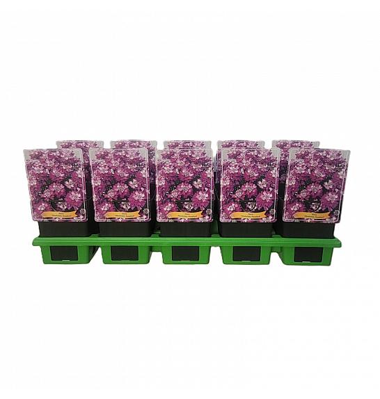 Iberis Absolutely Amethyst Ø11